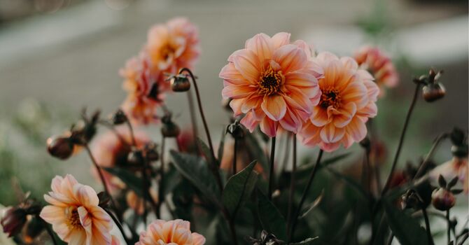 Specialized Speech Therapy Services