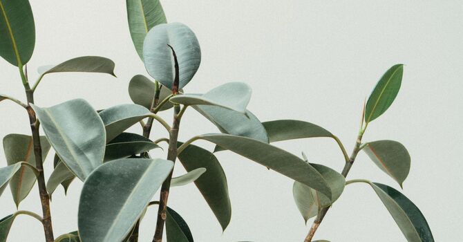 Specialized Speech Therapy Services